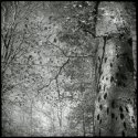 forrest of trolls...9