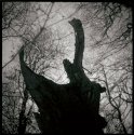 Primeval roar...
