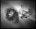 Still Life With Nest