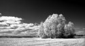 Cluster of trees in infrared