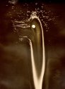 Psychedelic Duck