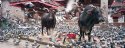 Cows and Pigeons; Durbar Square (Patan), Nepal (2012)