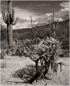 Saguaro National Park cacti