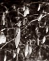 Magnolia bud (1)
