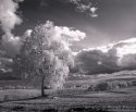 Afternoon tree in Infrared