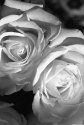 white roses