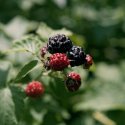Ripe on the Vine