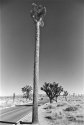 Mutant Joshua Tree