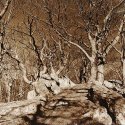 Mysterious Path