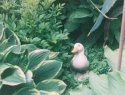 Garden Duck