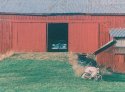 Edsel in the Barn