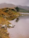 Connemara tree