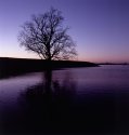 leafless tree at dusk