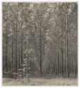 Summer in the wood