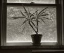 Pennsylvania Palm
