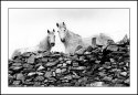 Horses and Wall