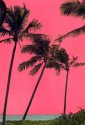 Palms with pink sky (hand-colored)