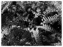 Maidenhair