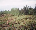 Roan Mountain Series [2012]