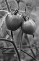 'Maters