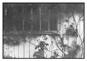 Bromoil of shed with roses