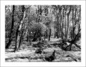 Infrared Woods