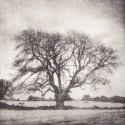 Tree Rindoon Walled Town