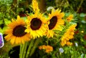 Big Sunflowers
