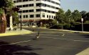 Flock of ducks crossing the street