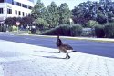 Another one of the ducks