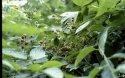 wild berries
