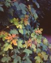 Leaves in the Dawn