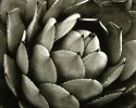 Agave parryi huachucensis, Malibu, CA, 2007