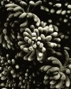 Sedum rubrotinctum, Fallbrook, CA, 2009