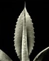 Agave pachycentra, Encino, CA, 2007
