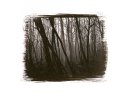 Forêt, 2000