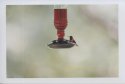 Hummingbird-1