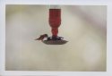 Hummingbird-2