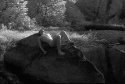 Eliot K, Rock, Potomac River