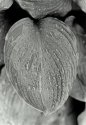 Hosta leaf after the rain
