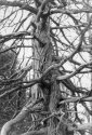 Funky Tree