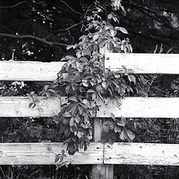 Growing Over the Fence