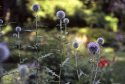 globe thistles