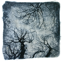 forrest of trolls...