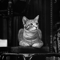 King of the cigar box