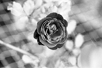 Russian glass & loving it