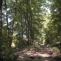 Fork in the Dominion Trail