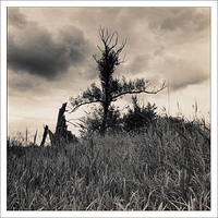 Before the rain comes