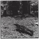 Mr. Crow at the Graveyard