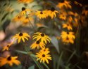 Late Summer Light